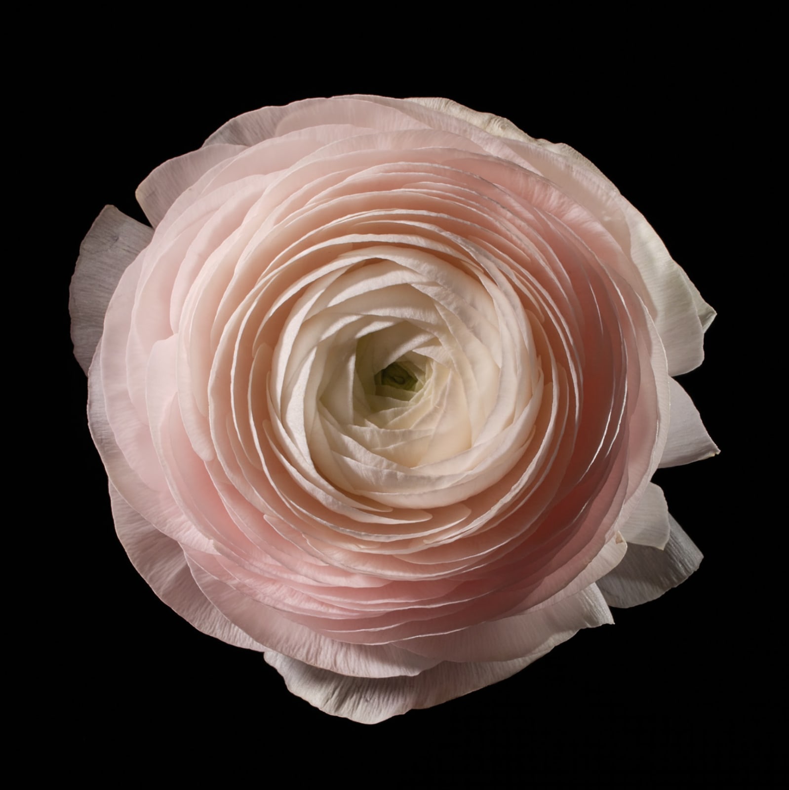 Oliver Bernardi, Ranunculus II, 2025