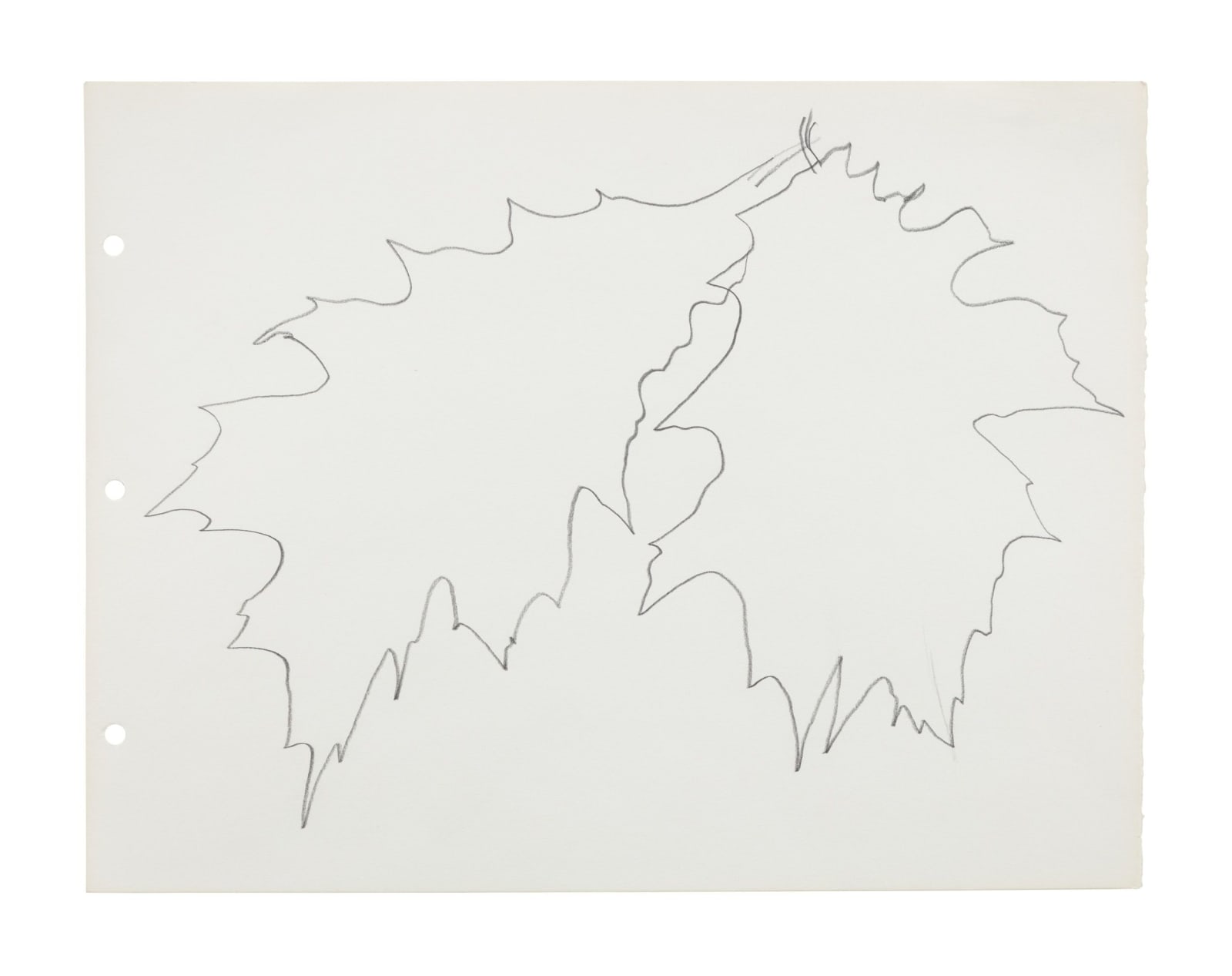 drawing of leaves