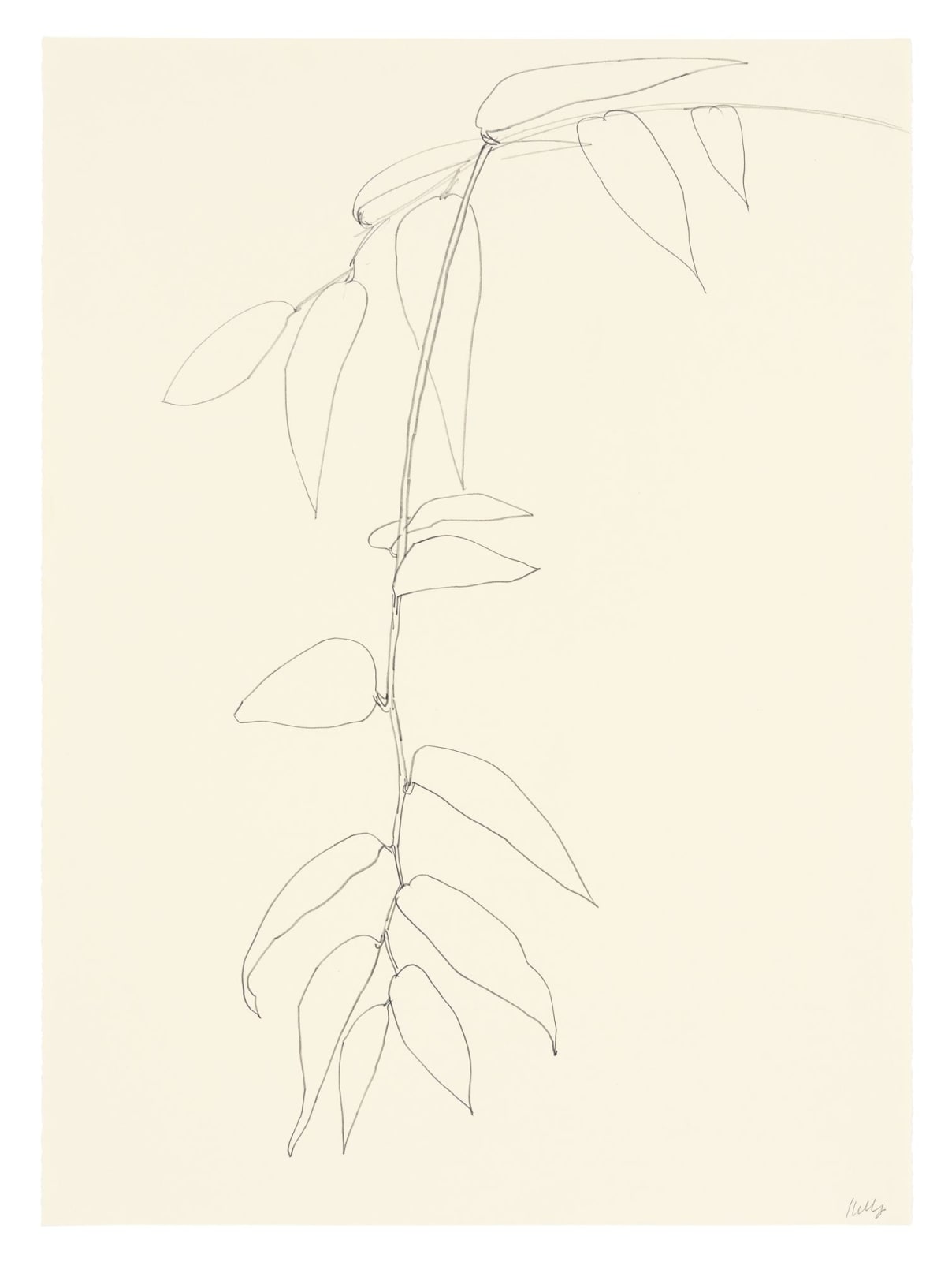 a drawing of leaves