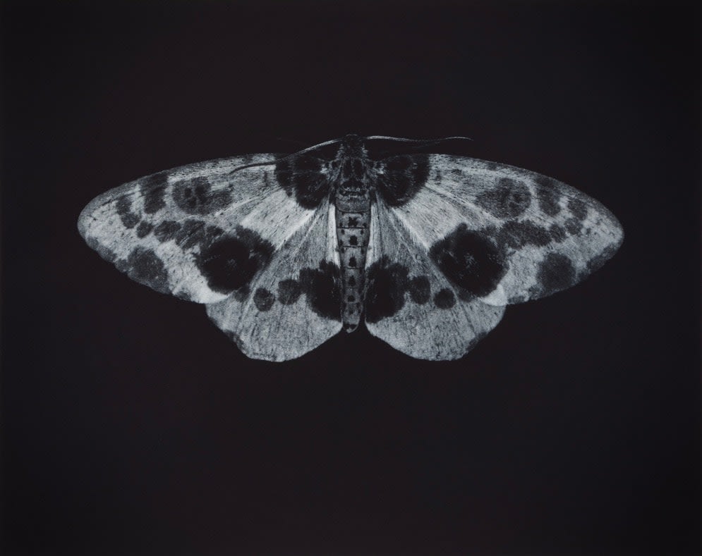Sarah Gillespie - Clouded Magpie - Mezzotint engraving