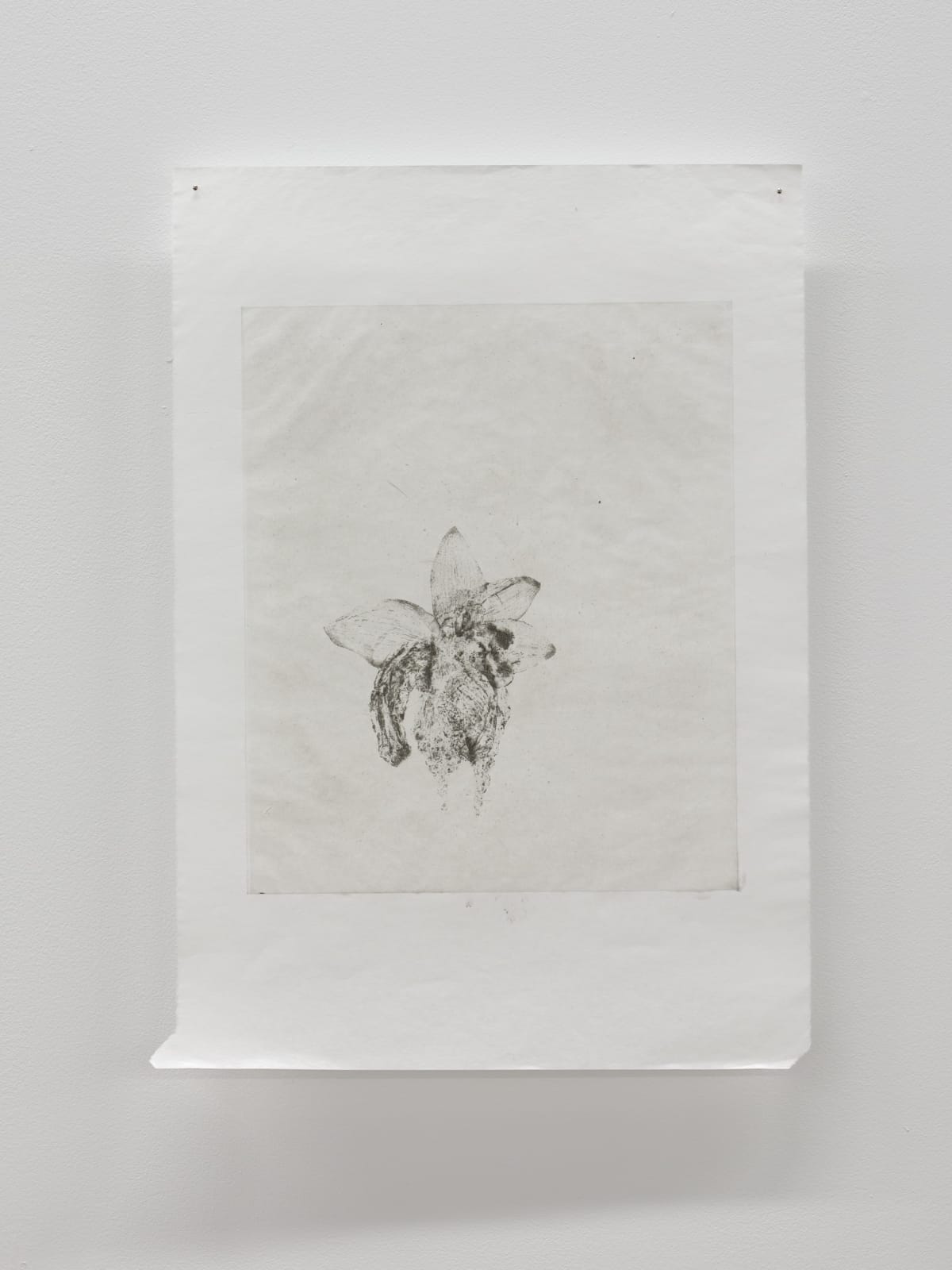 Luca Nicholas, in bloom xiv, 2019