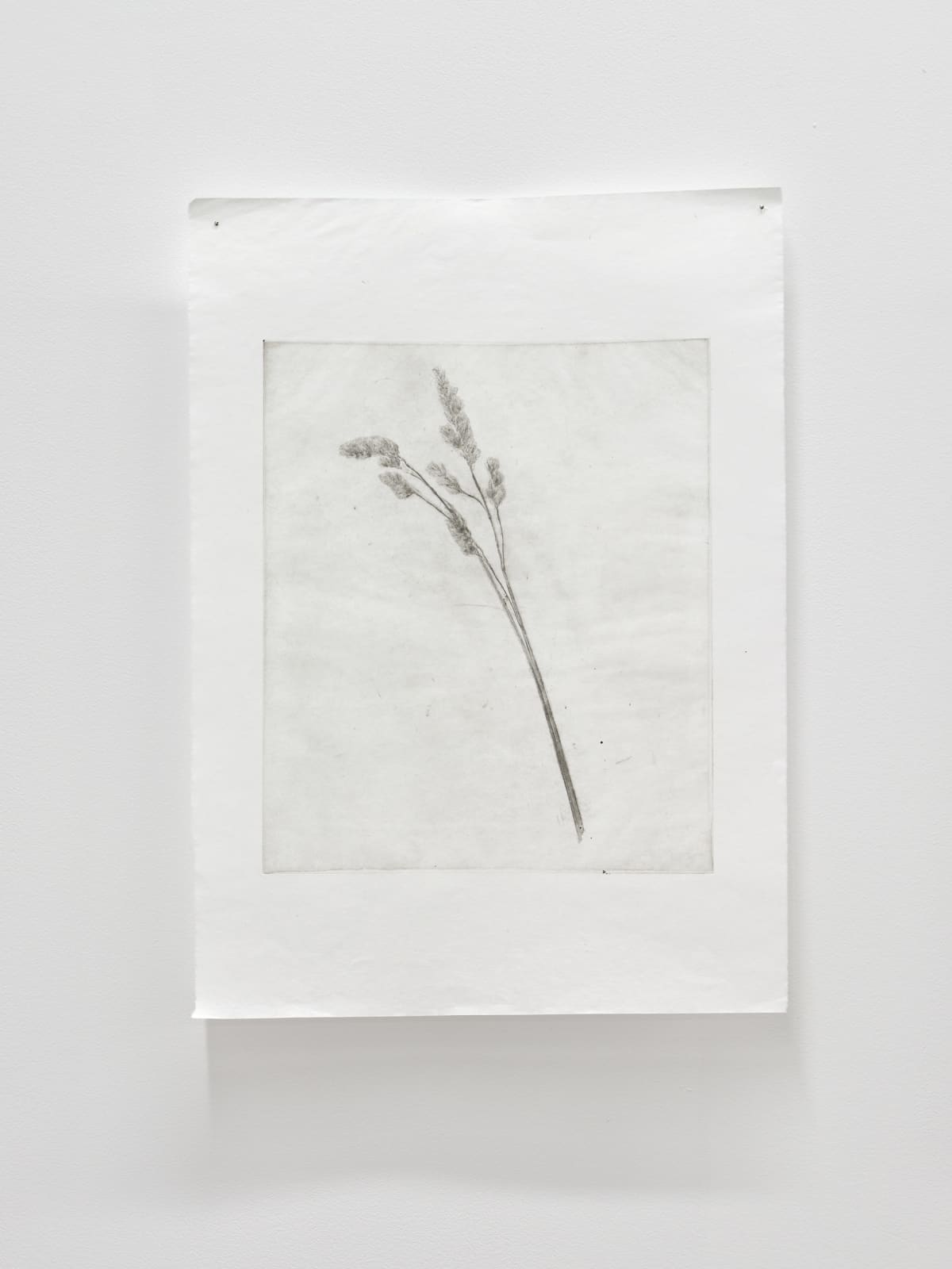 Luca Nicholas, in bloom vii, 2019
