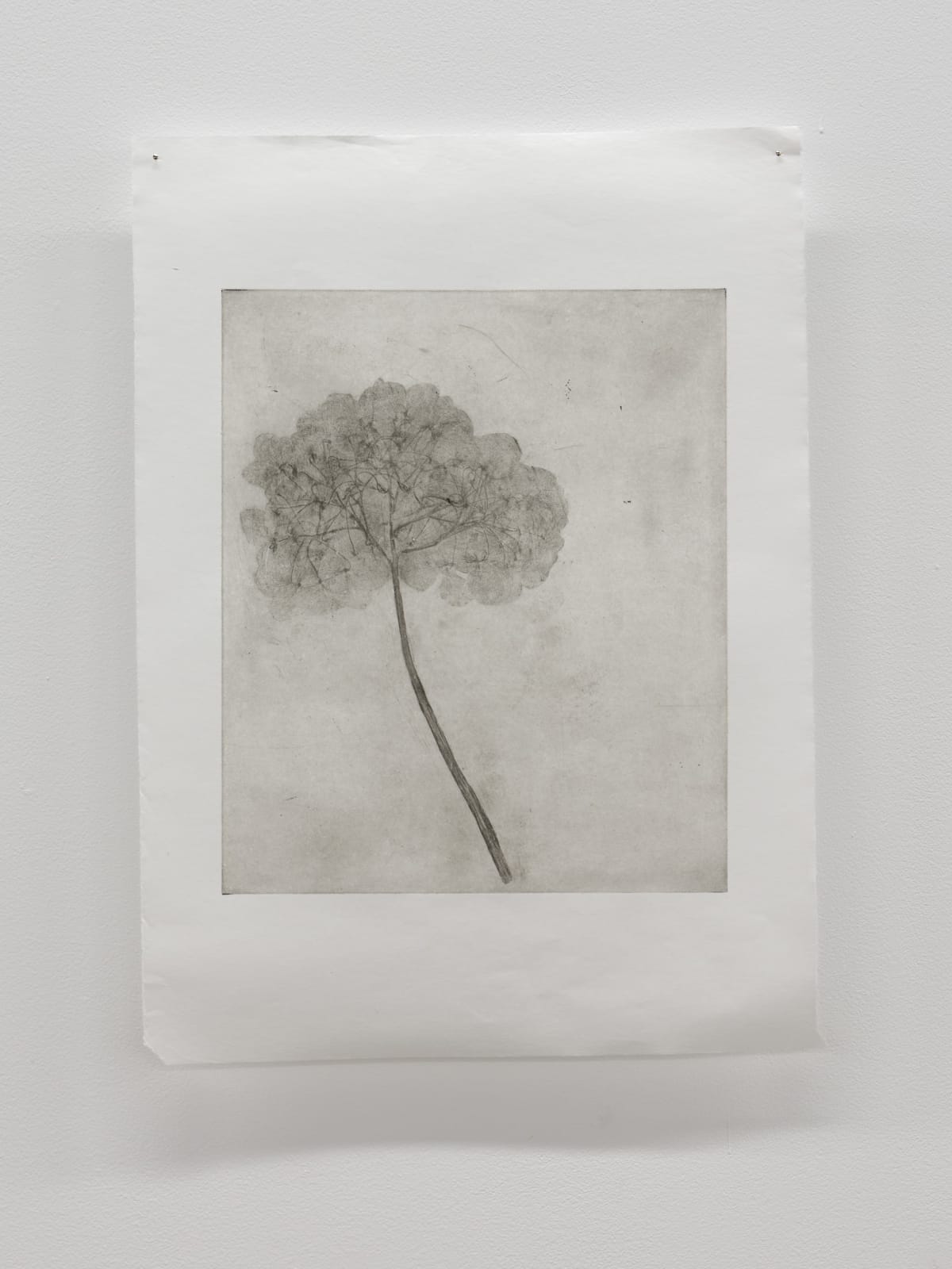 Luca Nicholas, in bloom v, 2019