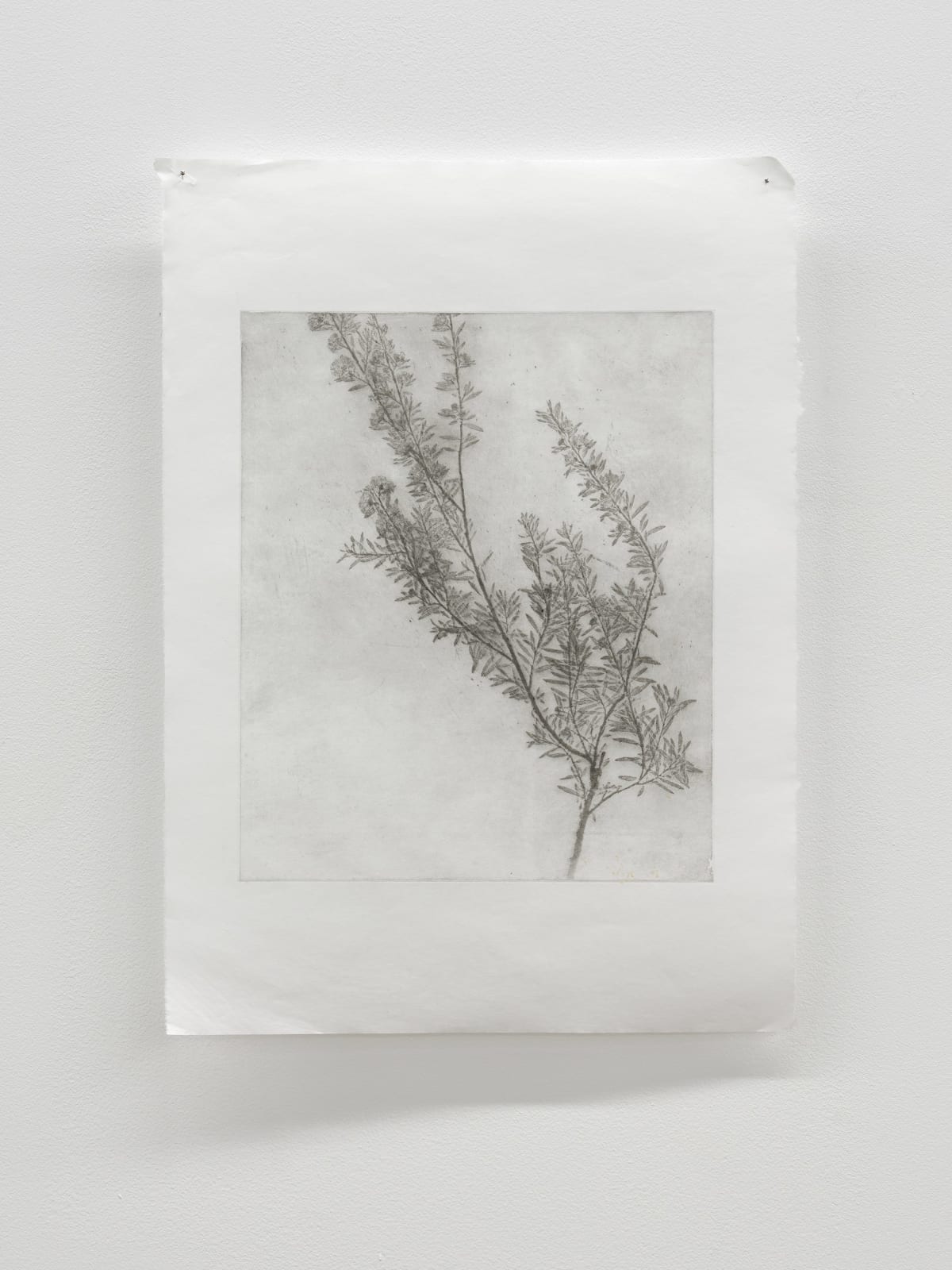 Luca Nicholas, in bloom xxii, 2019