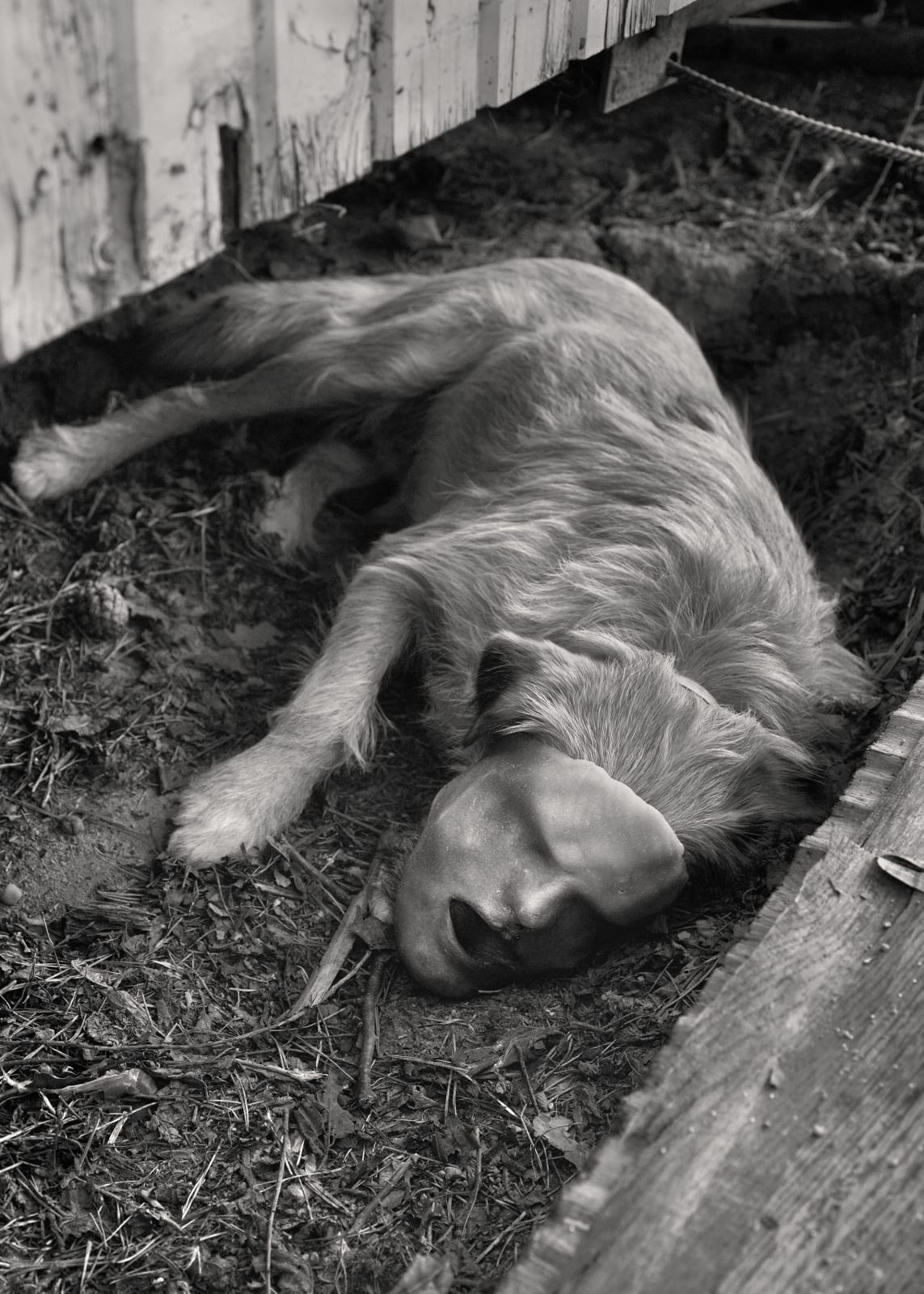 Aneta Grzeszykowska, Domestic Animals # 32, 2022