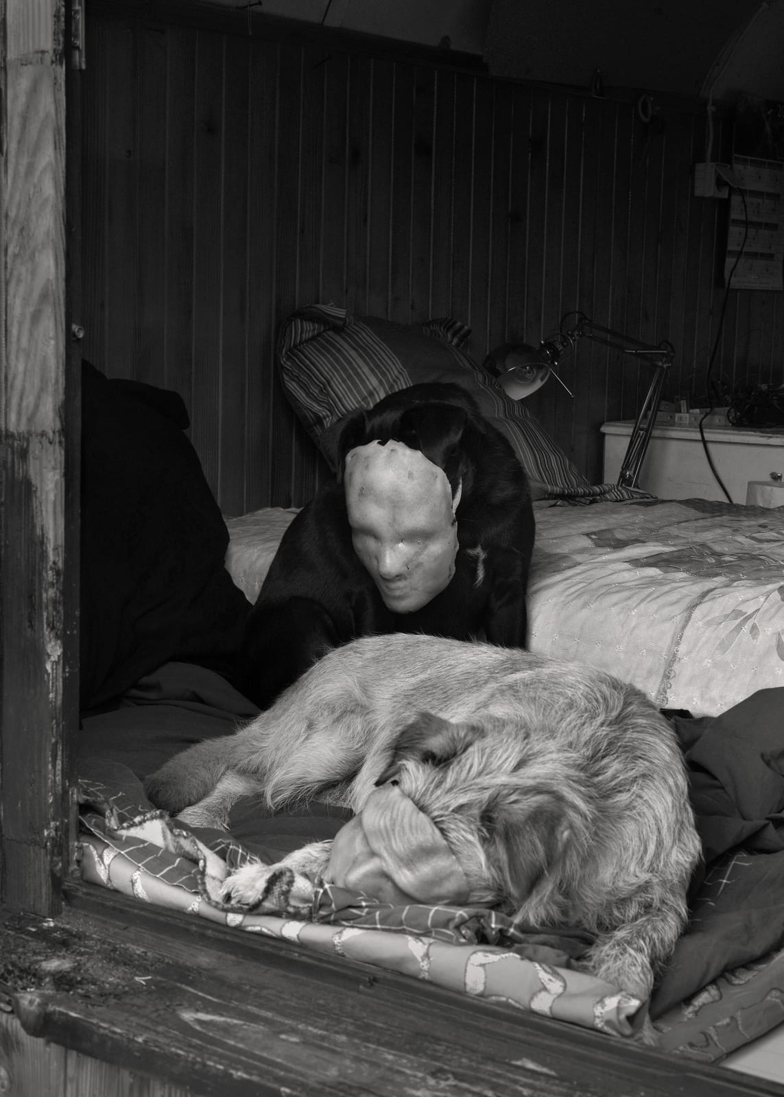 Aneta Grzeszykowska, Domestic Animals # 05, 2022