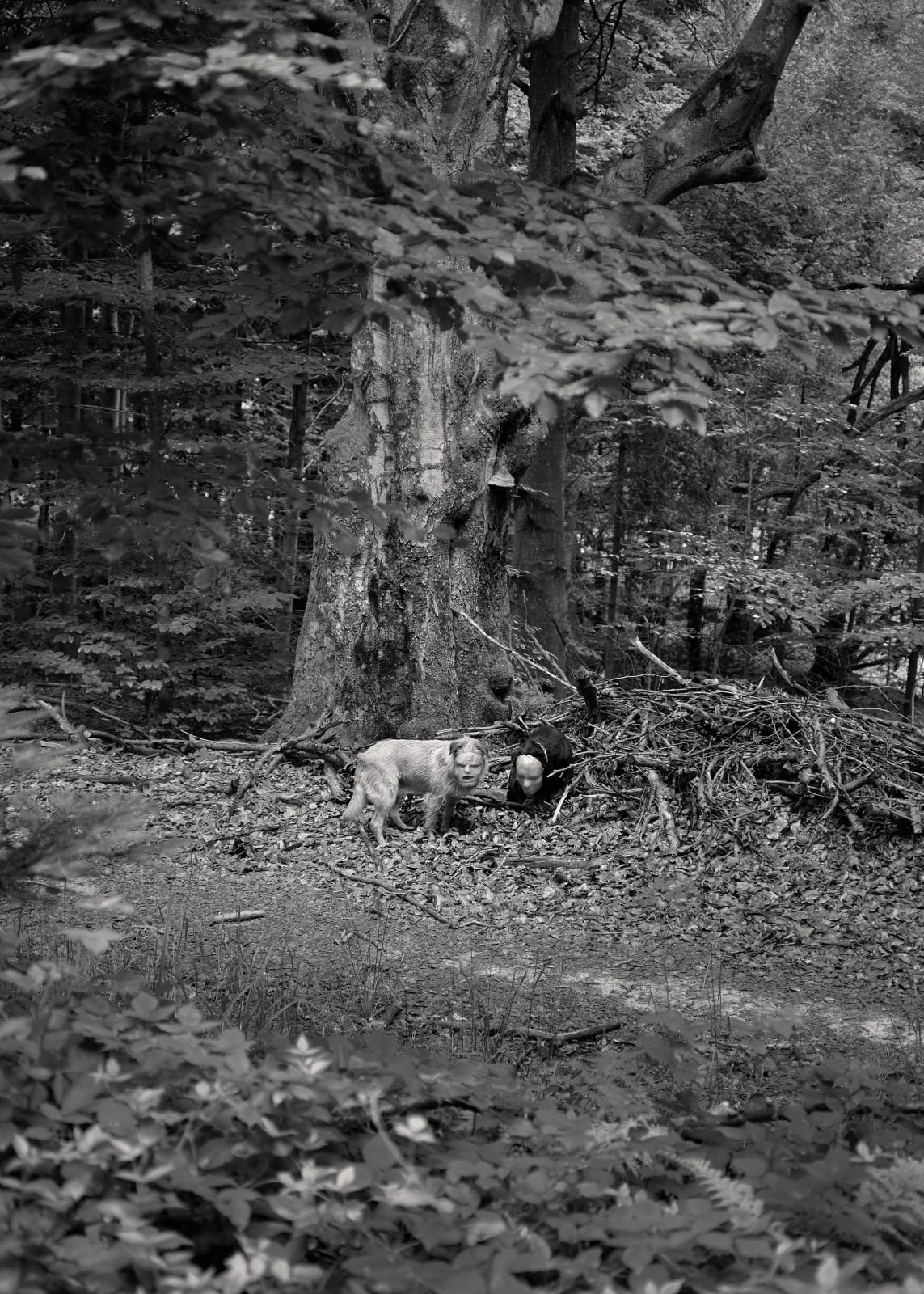 Aneta Grzeszykowska, Domestic Animals # 16, 2022