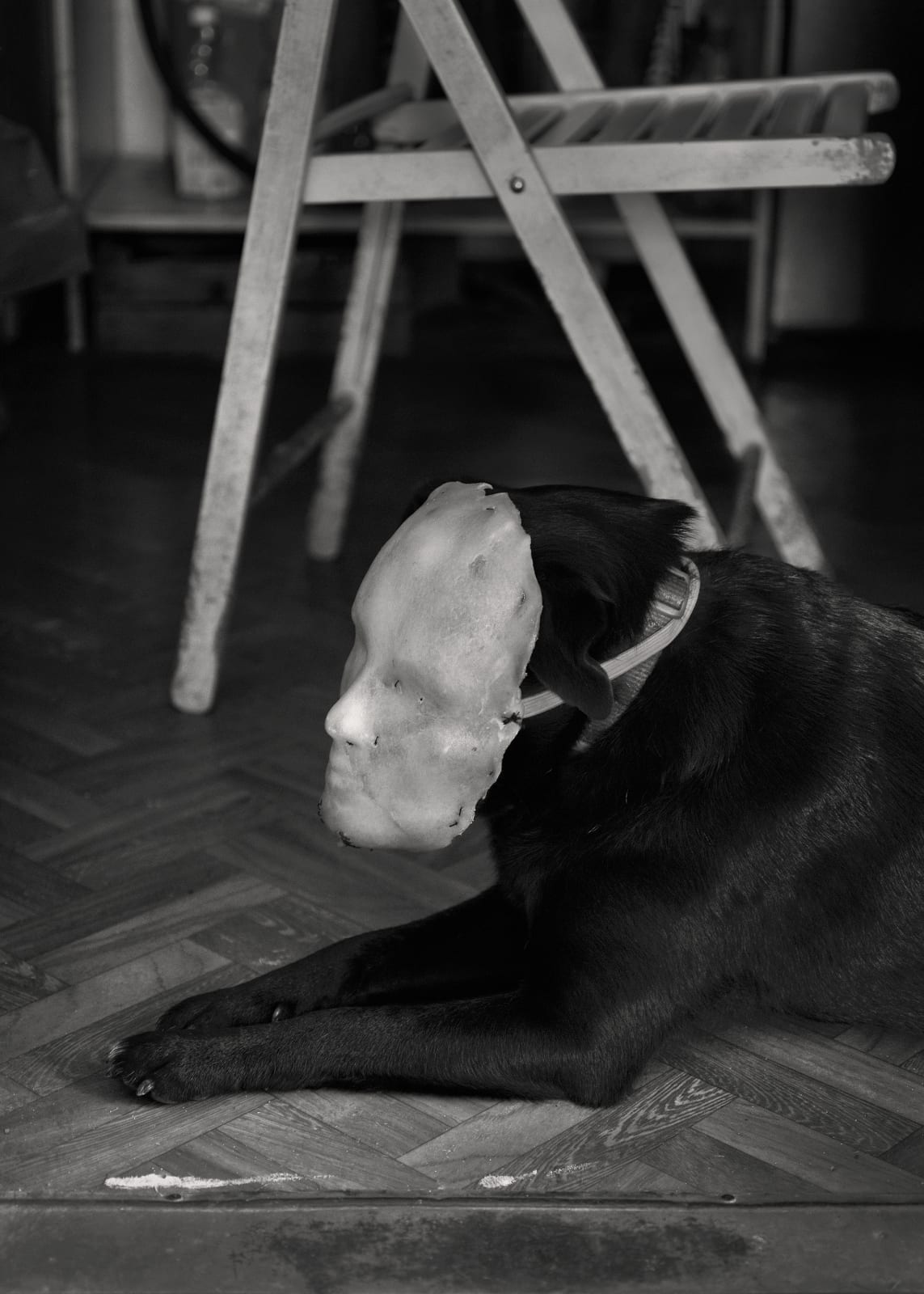 Aneta Grzeszykowska, Domestic Animals # 07, 2022