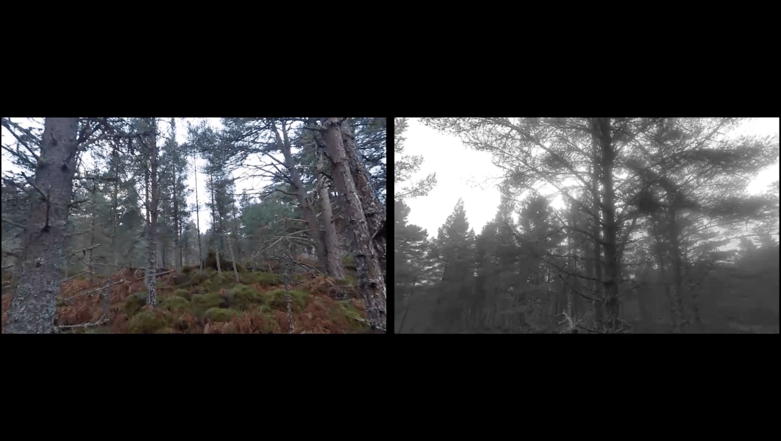 Tim Collins and Reiko Goto, DECOY, 2017