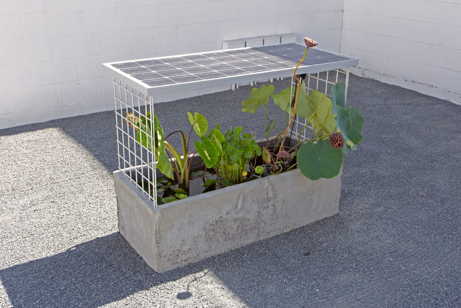 James Herman, Water Table (Lotus Eaters), 2019