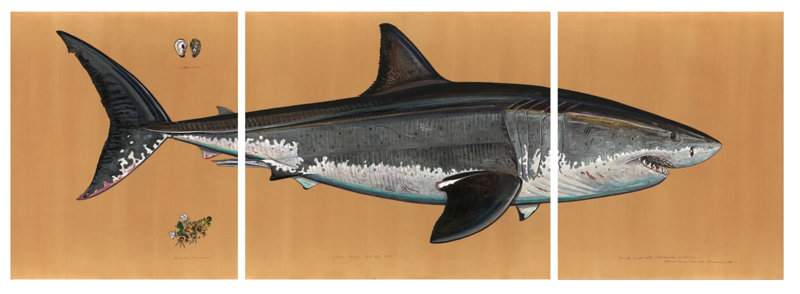 James Prosek, Atlantic Great White Shark, 2015