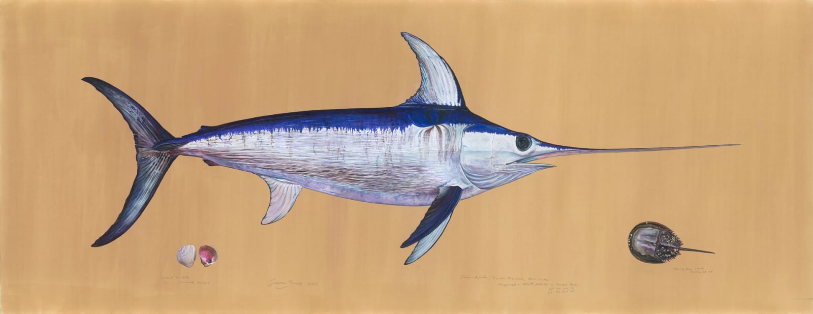 James Prosek, Swordfish, 2010