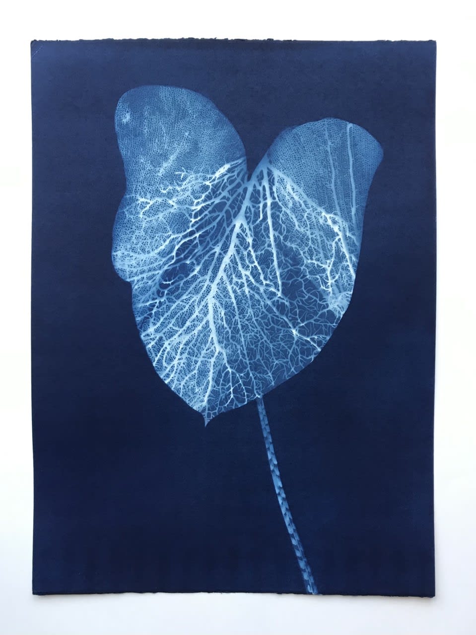 Jo De Pear, Elephant Ear