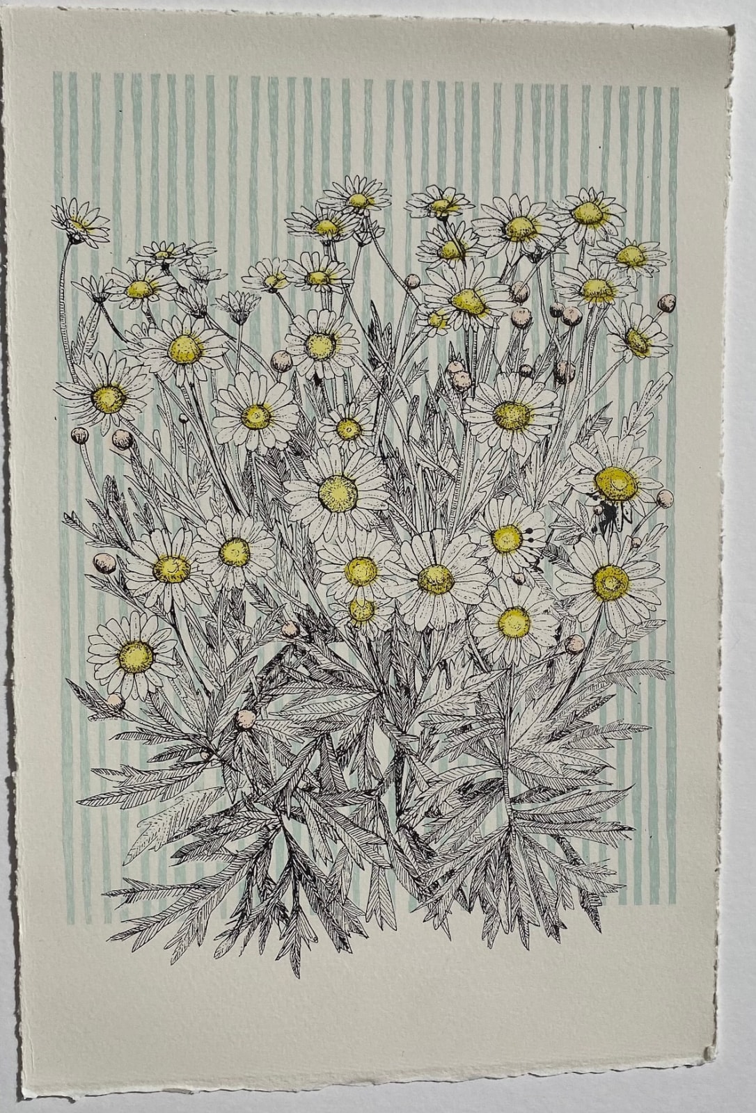 Clare Halifax, Danish Daisy