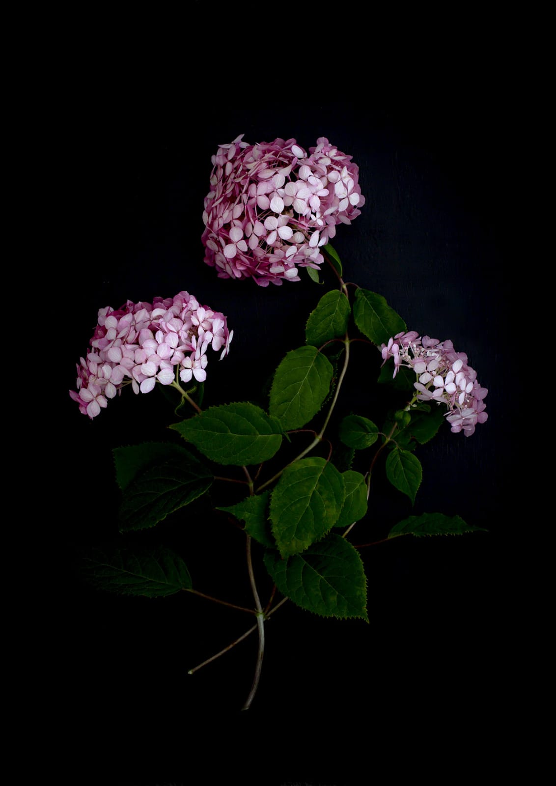 Dianna Jazwinski, Hydrangea I