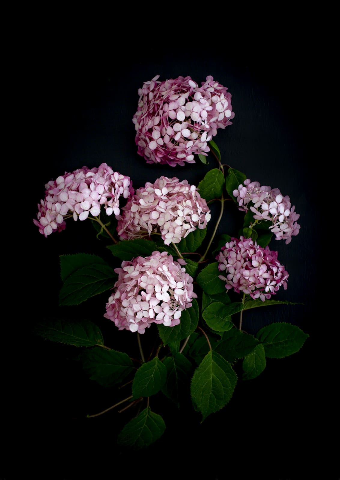 Dianna Jazwinski, Hydrangea II
