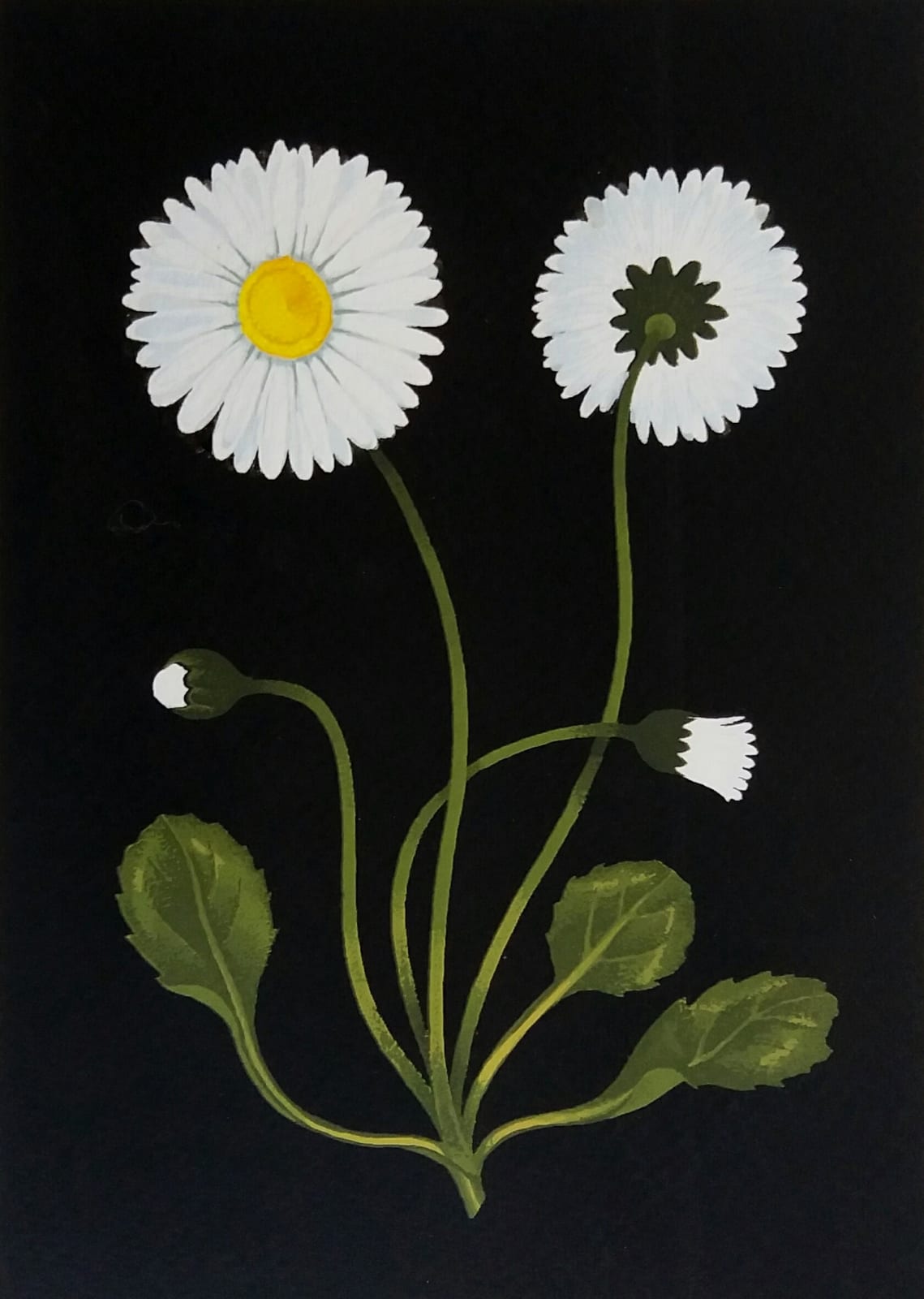 Martin Grover, Daisy II
