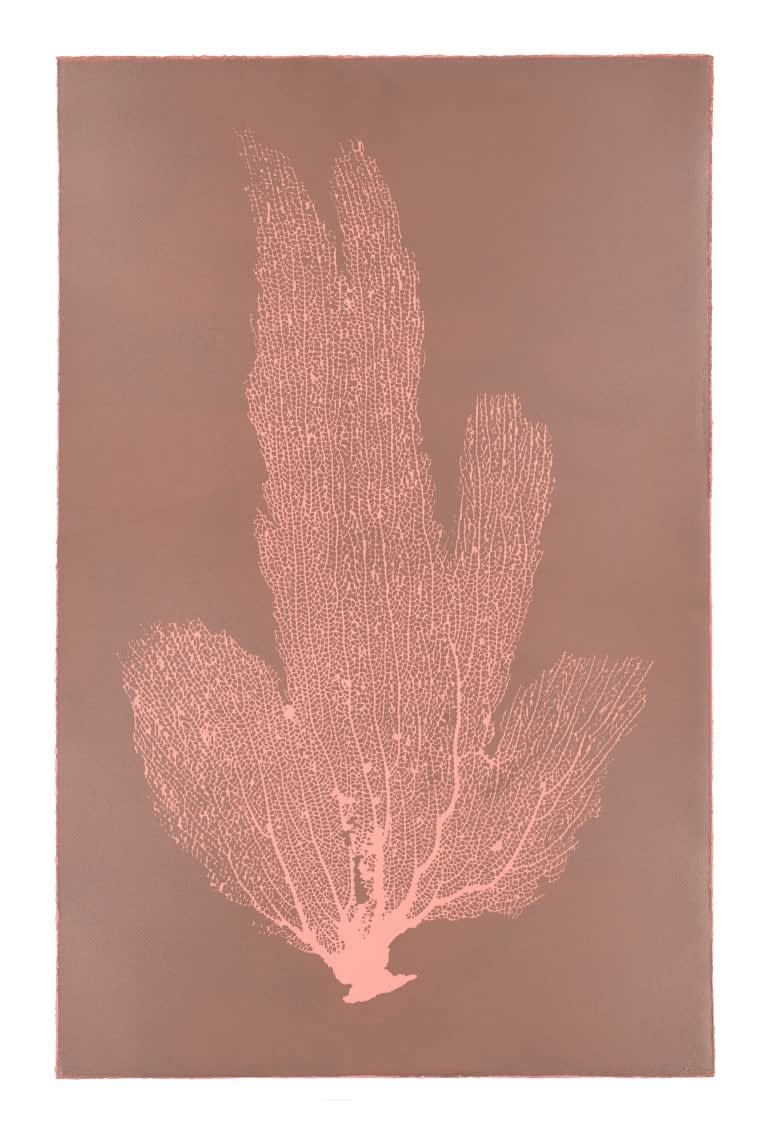 Jo De Pear, Sea Fan IV - Pink/Blush