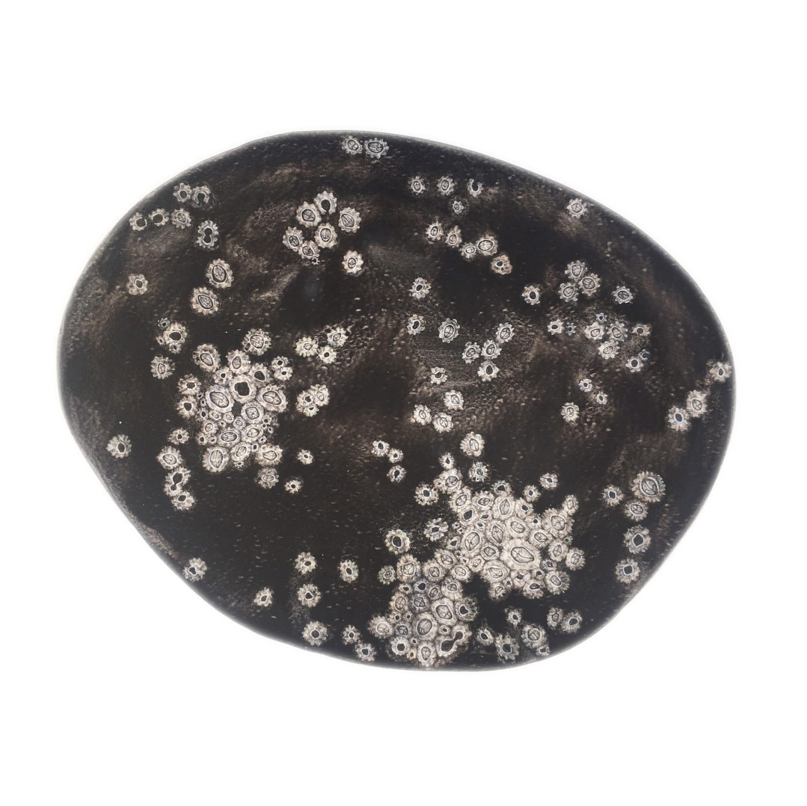 Rose Sanderson, Barnacles