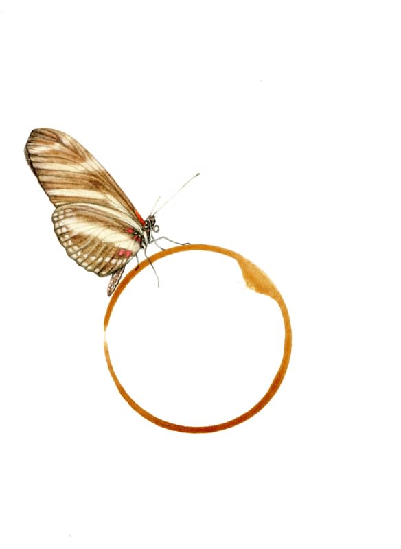 Rose Sanderson, Coffee Stain 2