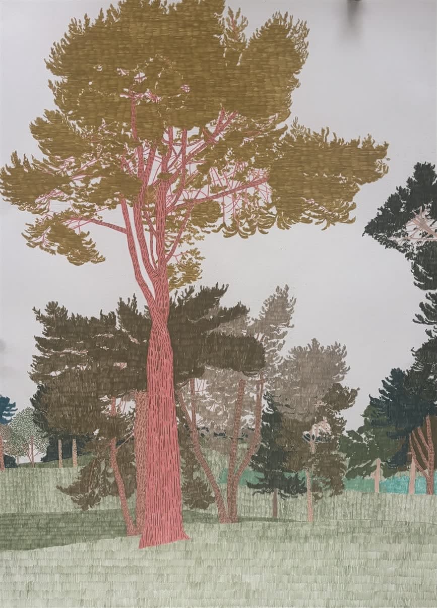 Drawings - Clare Halifax, Tall Trees at Tatton Park ii