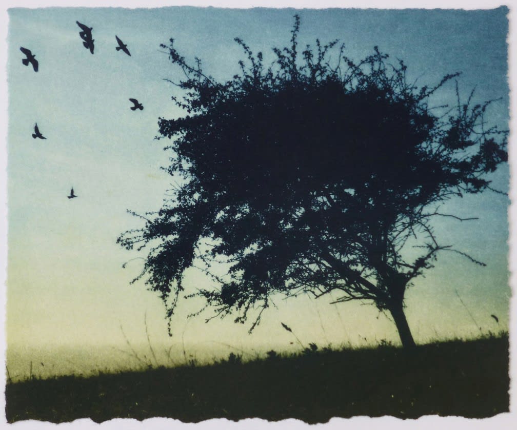 Luella Martin, Golden Light , 2021