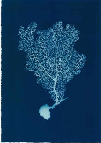 Jo De Pear, Sea Fan V