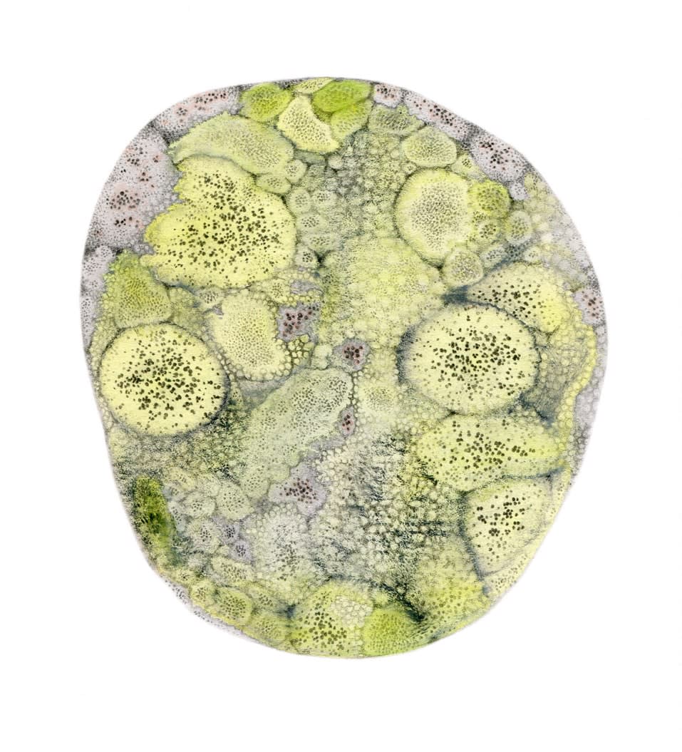 Rose Sanderson, As one IV