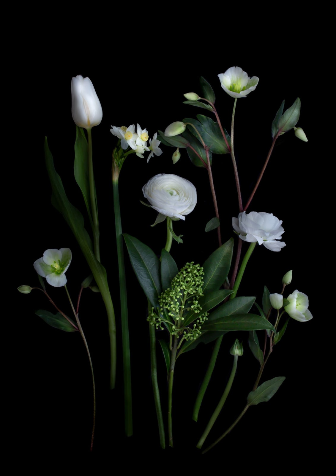 Dianna Jazwinski, Winter White