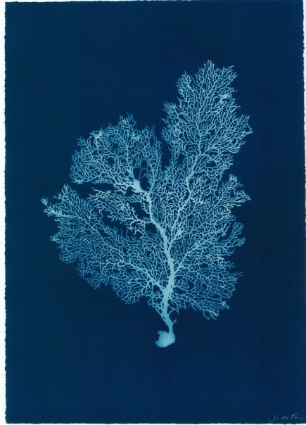 Jo De Pear, Sea Fan III