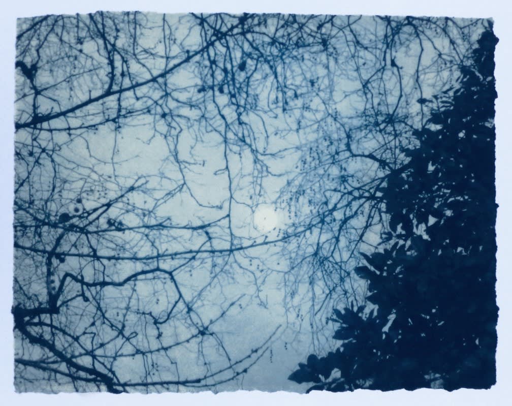 Luella Martin, Moon in Tree, 2021