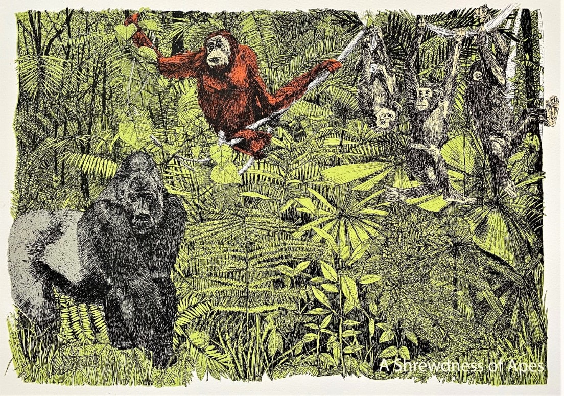 Clare Halifax, A shrewdness of Apes