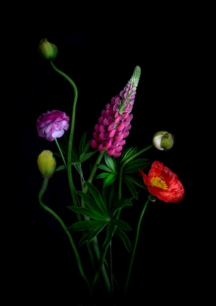 Dianna Jazwinski, Composition with Lupin