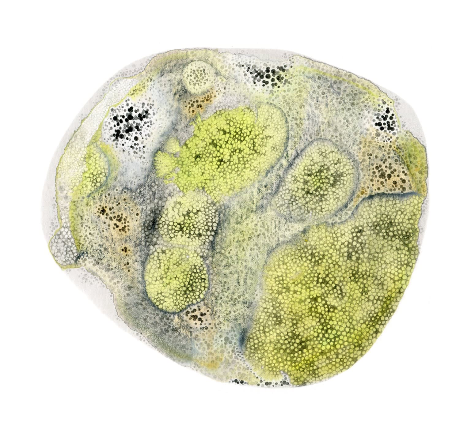 Rose Sanderson, Small World IX