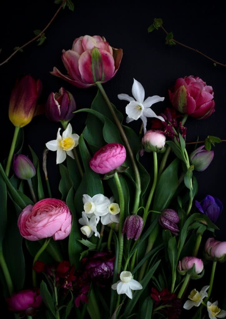 Dianna Jazwinski, With Narcissus