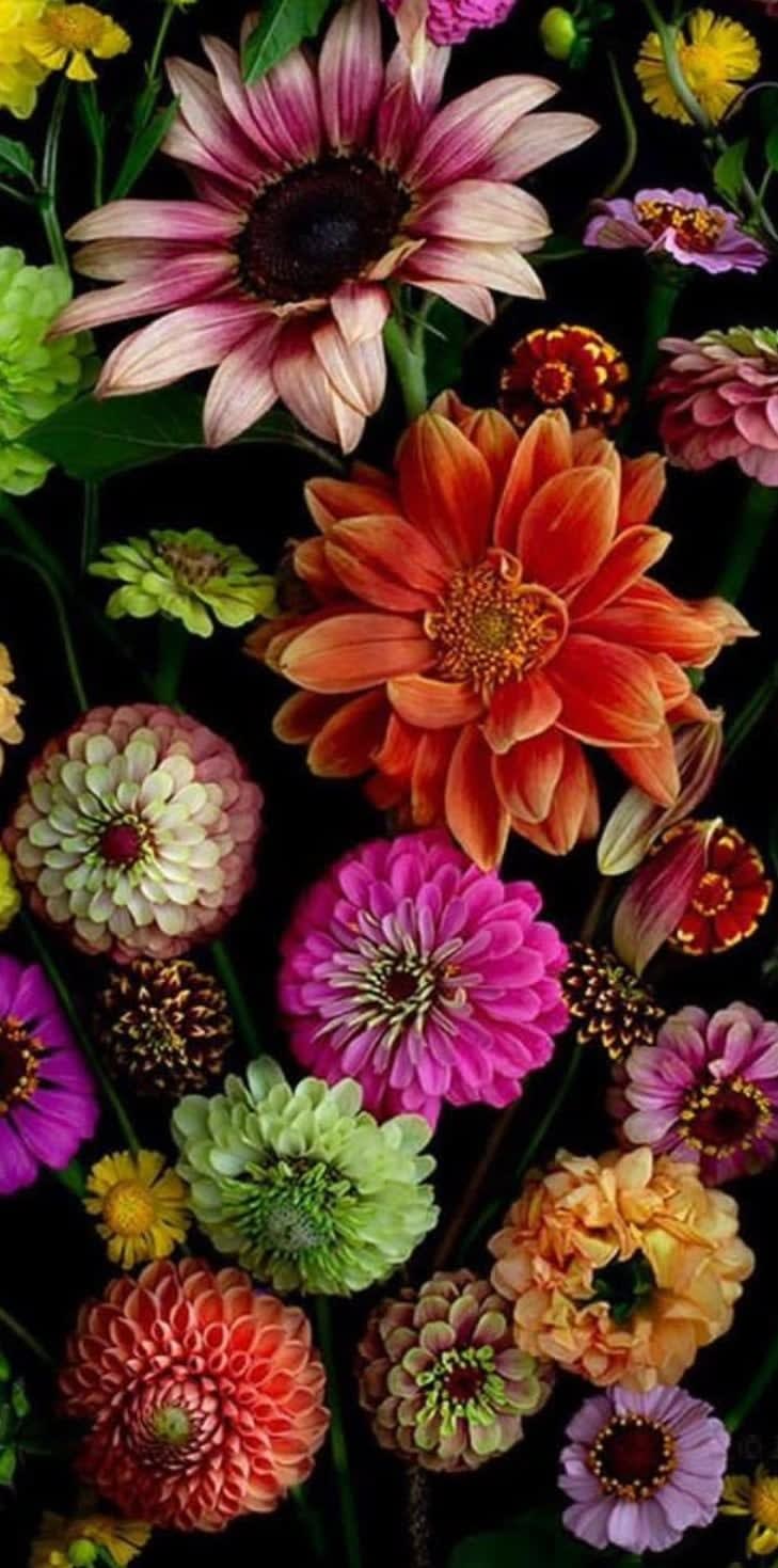 Dianna Jazwinski, Zinnia Garden