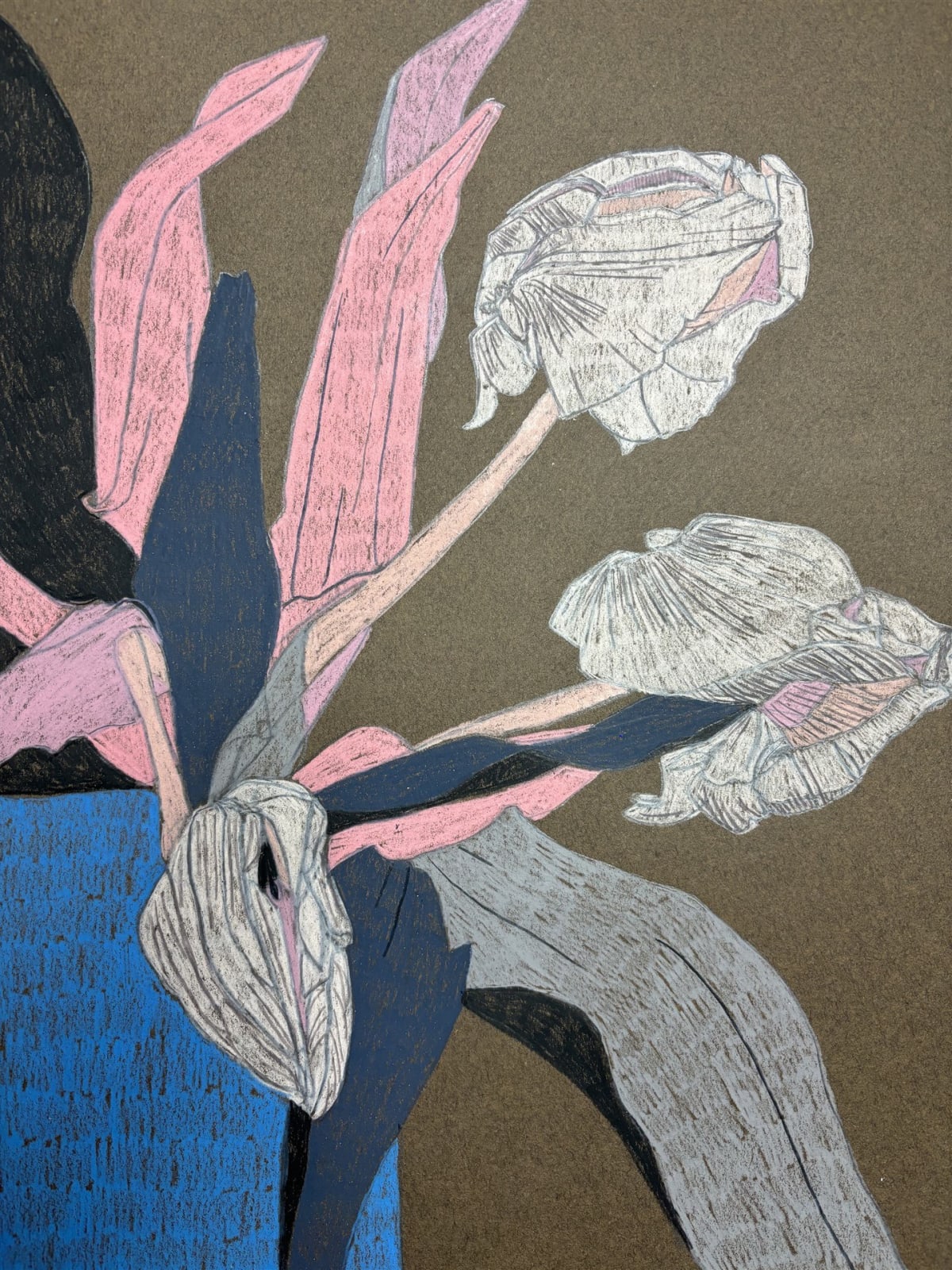 Drawings - Clare Halifax, Tulip Study 8