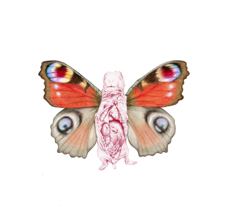 Rose Sanderson, A Fine Specimen II