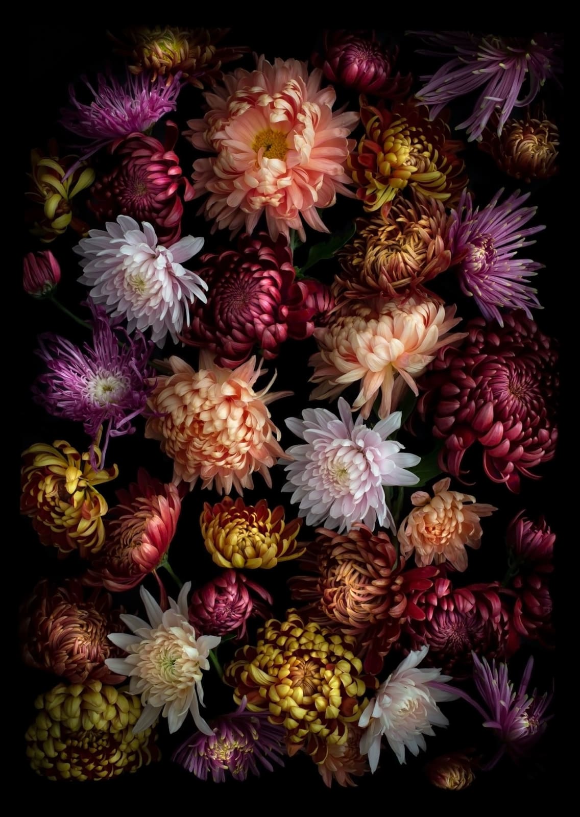 Dianna Jazwinski, Chrysanthemums