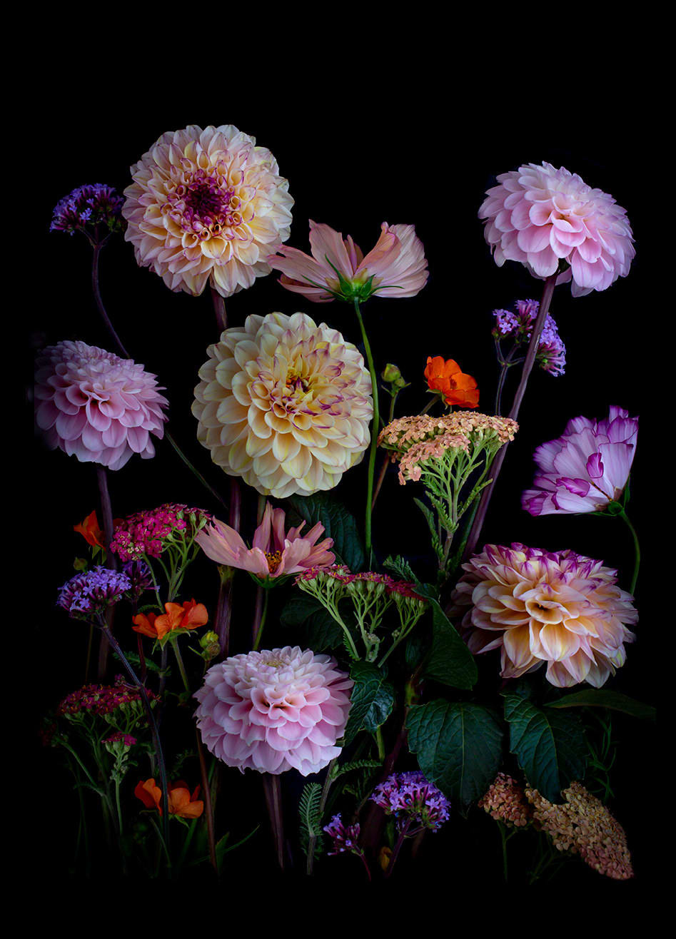 Dianna Jazwinski, Dahlias with Achillea