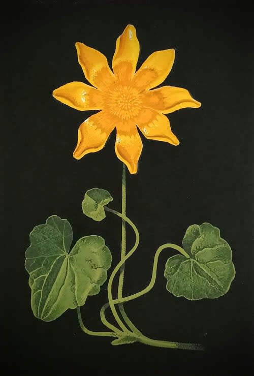 Martin Grover, Lesser Celendine