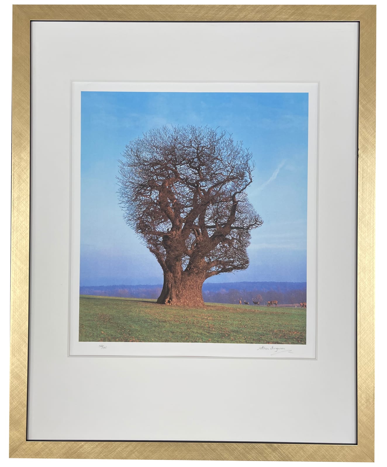 Storm Thorgerson, PINK FLOYD - TREE OF HALF LIFE