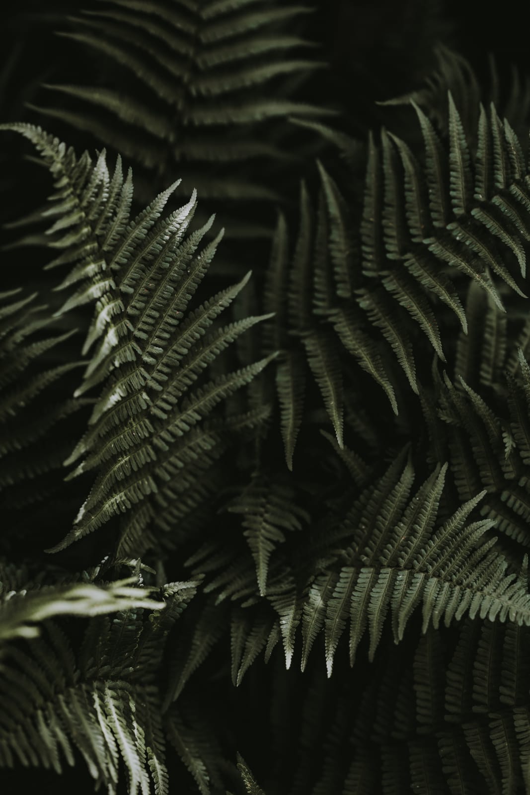 Katrina Forrest, Untitled, 2013