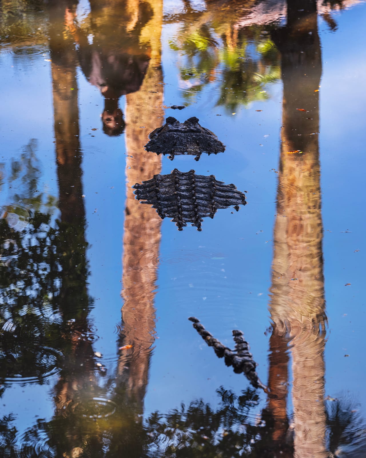 Anastasia Samoylova, Alligator, Anastasia Island, Florida (from the Atlantic Coast series), 2024