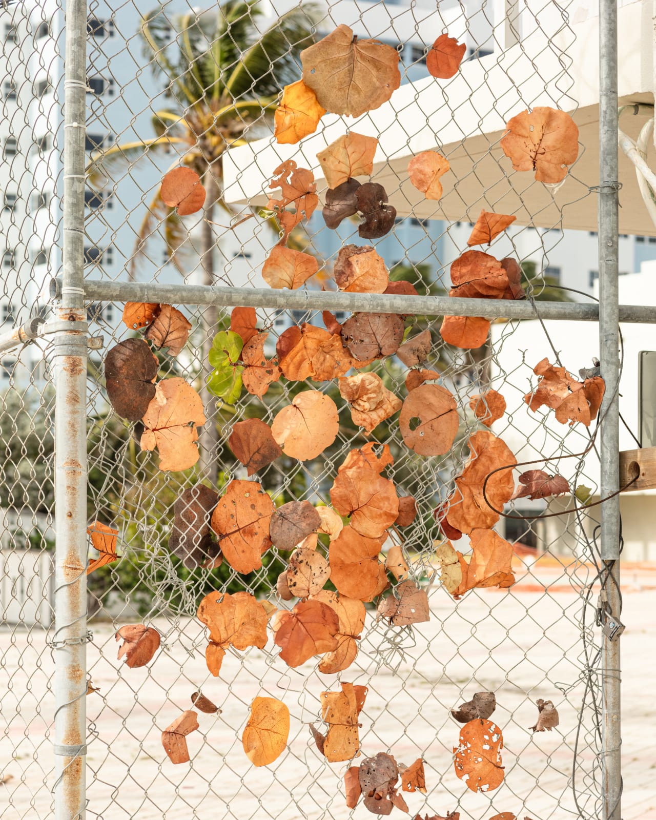 Anastasia Samoylova, Wind, Miami Beach (from the Floridas series), 2020