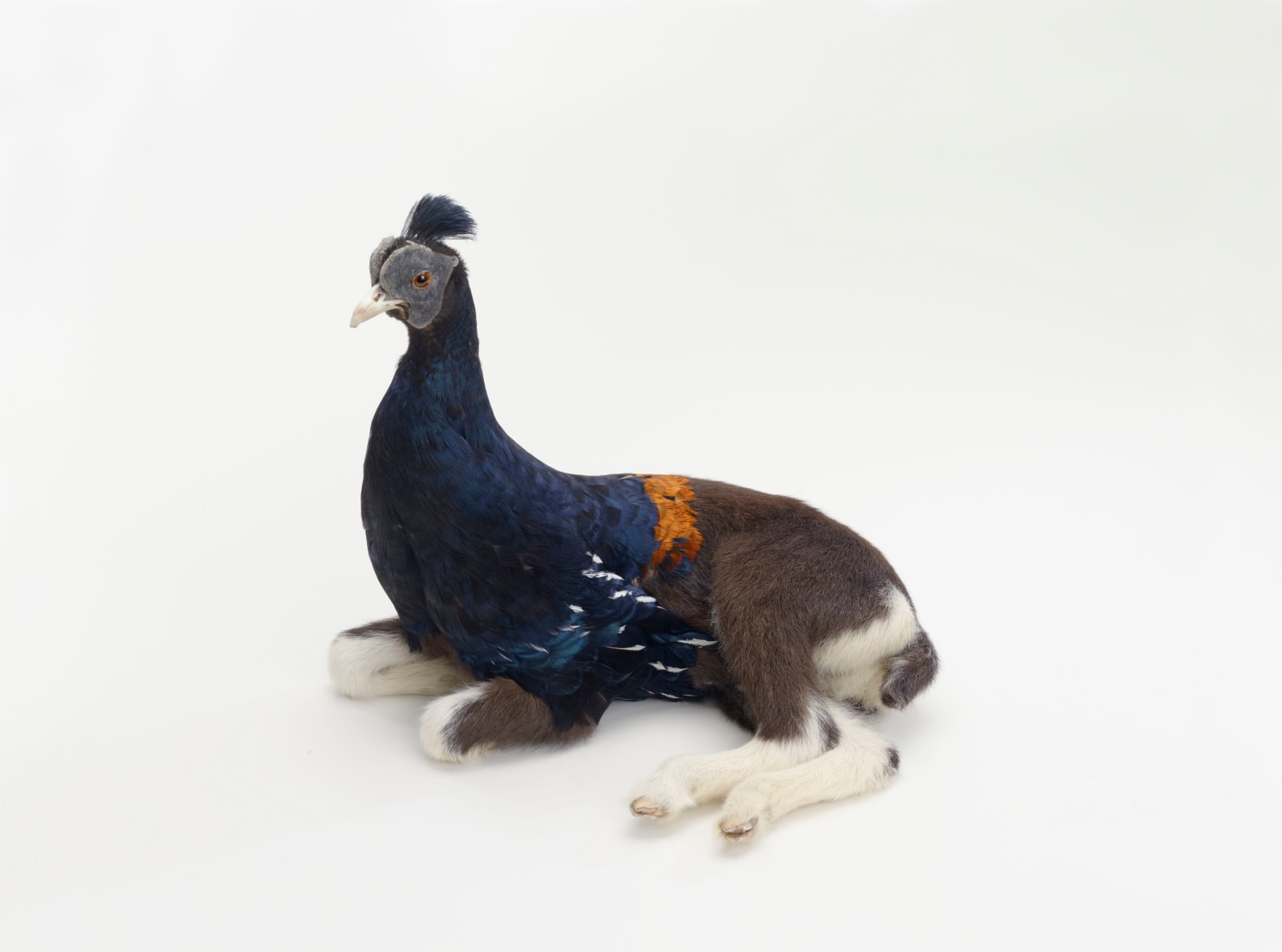 8150-Gruenfeld-Misfit_Pheasant_Goat-2009_12x9_300dpi