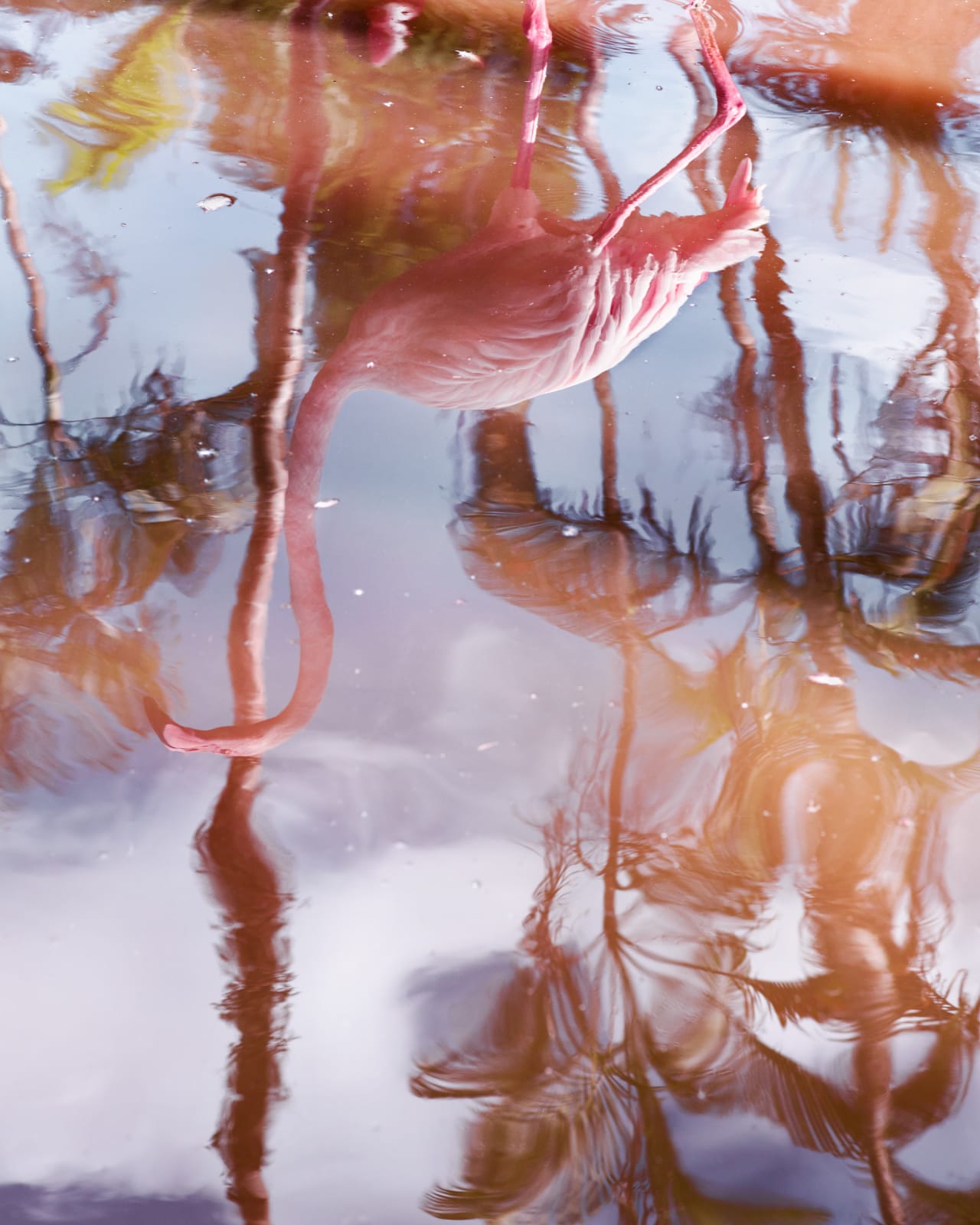 Anastasia Samoylova, Flamingo, Reflection (from the Floridas series), 2018
