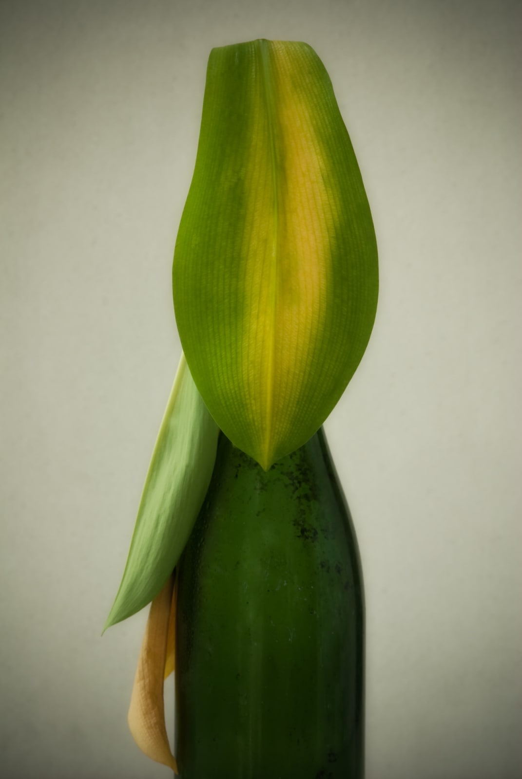 Jittima Sangeamsunthron, Leave, 2009