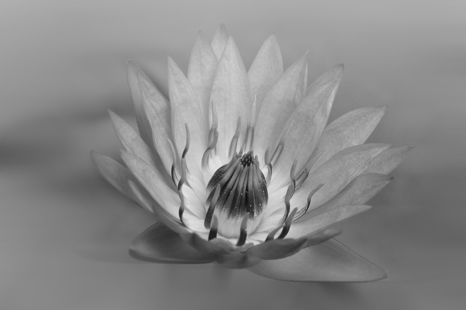 Jittima Sangeamsunthron, Grey flower, 2008