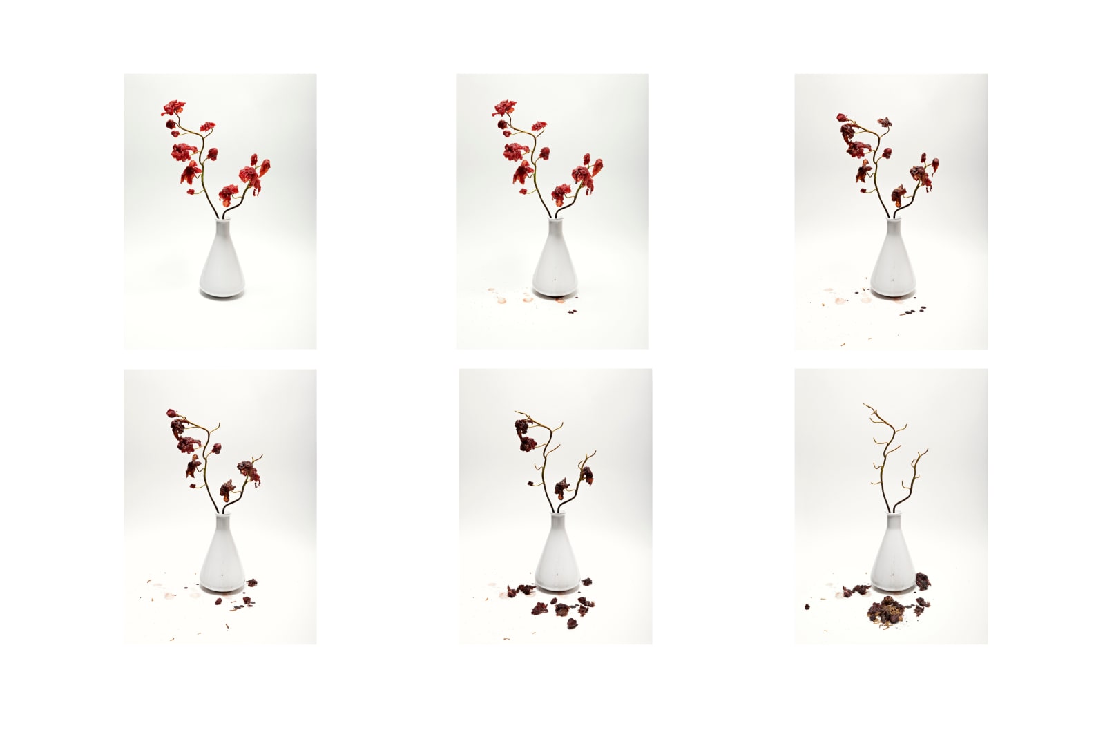 Marco Evaristti, All Good Things Must Come To An End, 2011